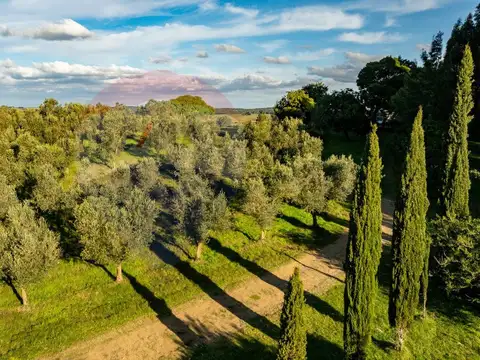 Venta de Campo con olivos en Rocha