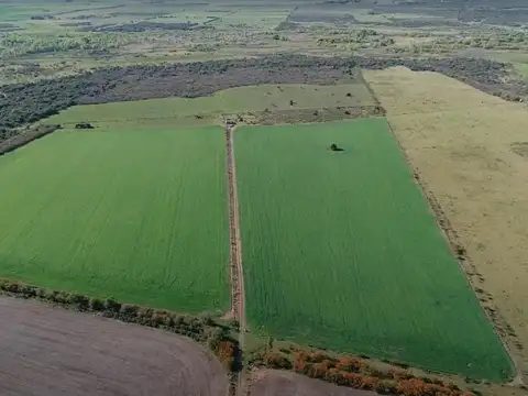 Campo - Costa Del Uruguay