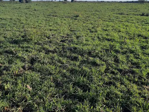 Campo - Costa Del Uruguay