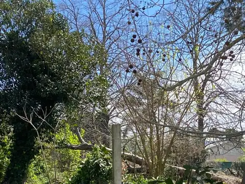 Terreno en Venta 30  mts Fondo