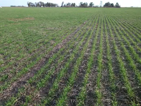 Campo en  venta Carlos Tejedor