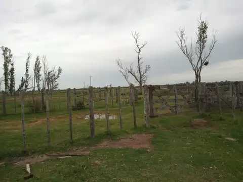 105 has ganaderas Col. Nueva- Las Colonias-Santa Fé