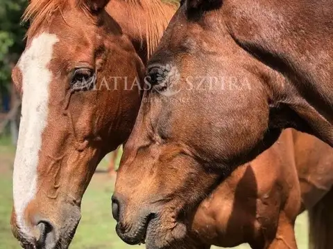 Terreno en Venta de 1600,0 m2