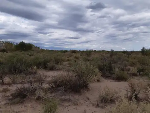 Campo 28 Ha El Ramblón San Martin Mendoza