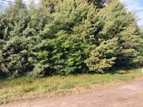 PARQUE SAKURA CALLE CAPDEVILLA