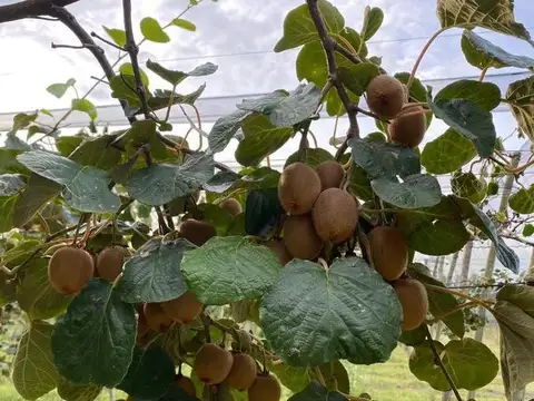 17 hectáreas con producción de kiwi