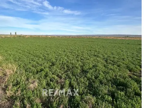 Venta Chacra  en Senillosa – 7 Hectáreas