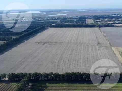 Campo en Venta en San Pedro - 100% agrícola - Excelente ubicación - U$S12.000/Ha