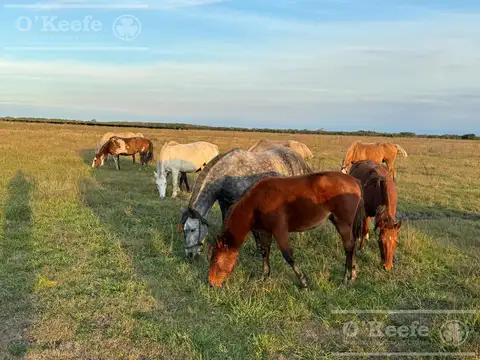 Campo en venta de 344 has en Dolores  