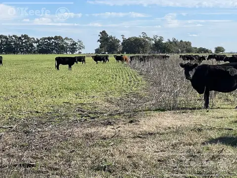 Campo en venta de 344 has en Dolores  