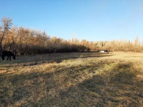 Chacra en Blanco en Venta, General Roca