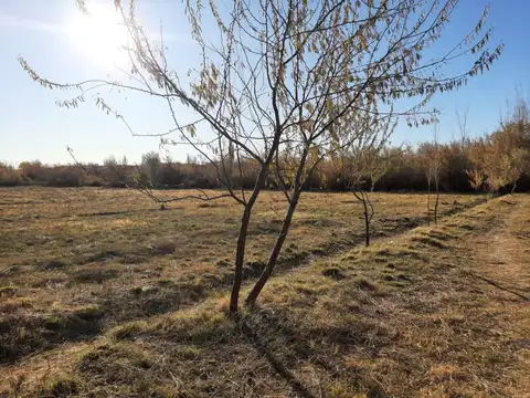 Chacra en Blanco en Venta, General Roca