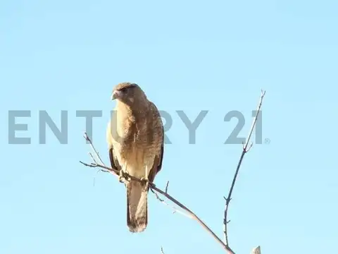 Terreno en Venta de 1334,0 m2