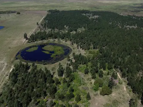 Campo con forestal en venta.