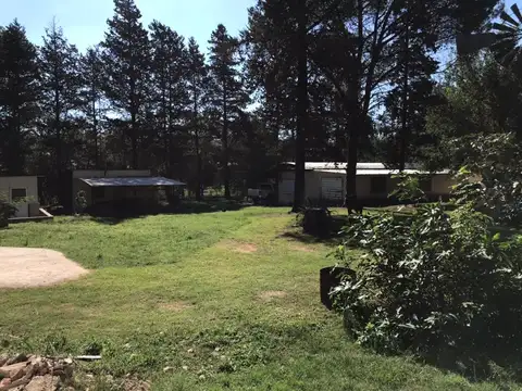 Los Piquilllines 100