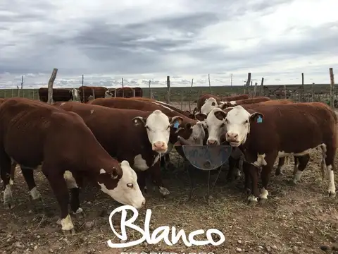 Terreno Campo  en Venta en Limay Mahuida, La Pampa, Argentina