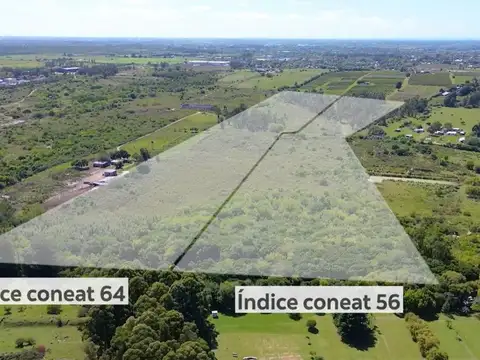 Los Naranjales y Tomás Berreta