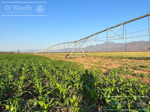 Campo mas Reserva Privada  en venta de 6300 has  en Gral Guemes ,Salta(Facilidades y Permutas)