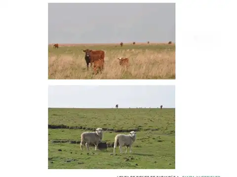 4892 Has Ganaderas  MERCEDES, CORRIENTES