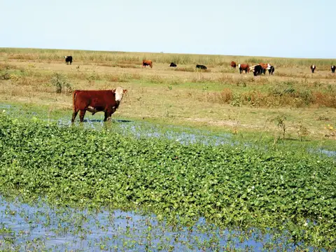 VENTA, Estanzuela sobre ruta
