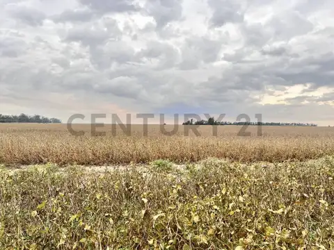 Venta campo de 127 Ha, Clason, Santa Fe