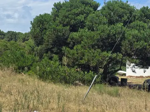 MADRID y LERTORA 100