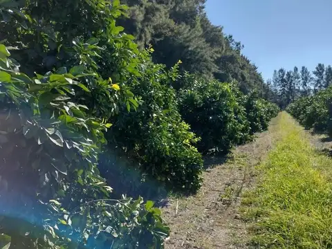 22 hectáreas con monte de cítricos y casco