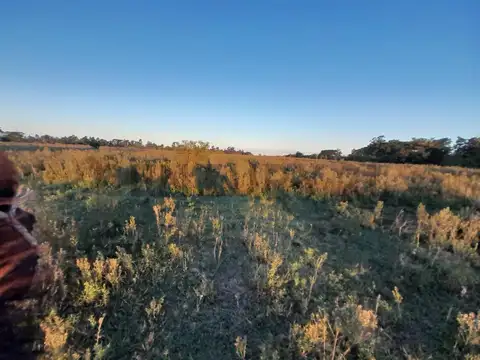 Venta - Campo Citrícola/Hortícola - Ganadero - Bella Vista - Corrientes