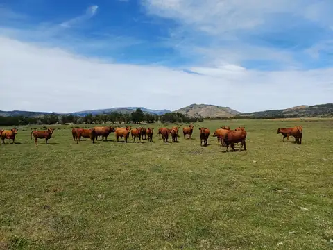 Campo en Venta con Alambrado