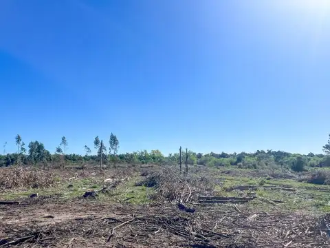 60 Has de campo forestal / ganadero en Concordia