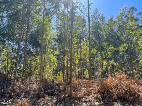 60 Has de campo forestal / ganadero en Concordia