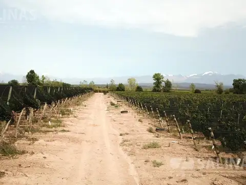 30 Has. Finca con viñedos en Luján de Cuyo