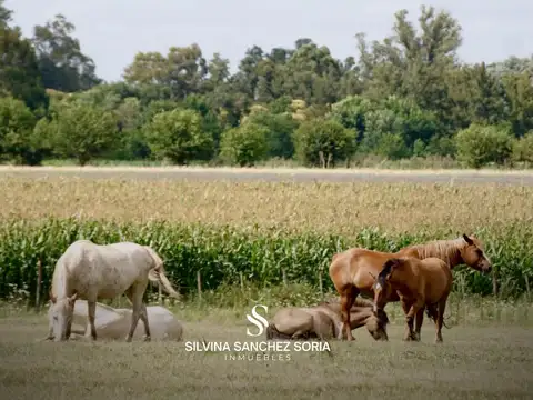 4 HAS EN VENTA, LOS CARDALES