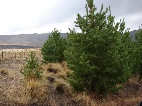 Neuquén, Cordillera, Campo Forestal, Productivo y apto Captura Co2.... imperdible, retorno garantizado