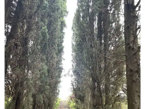 Terreno en Alquiler de 20000,0 m2