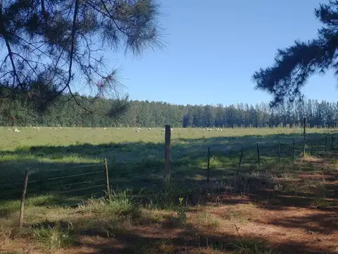 Quinta - Venta - Argentina, Concordia