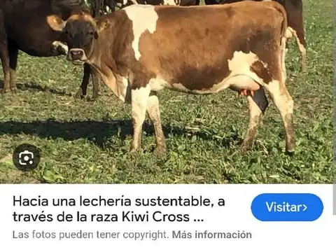 Campo con tambo en Venta - Tornquist, B.A 786 ha. a tranquera cerrada.