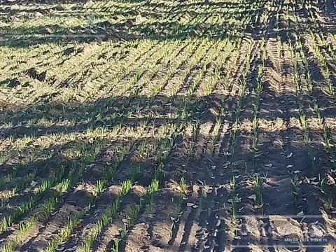 Chacra de 26 has en Mendoza, Gral Alvear.   hoteleria de animales y producción Forrajera.