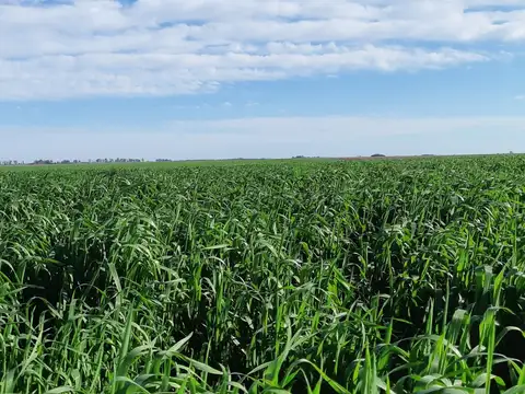 Campo en Venta con Alambrado