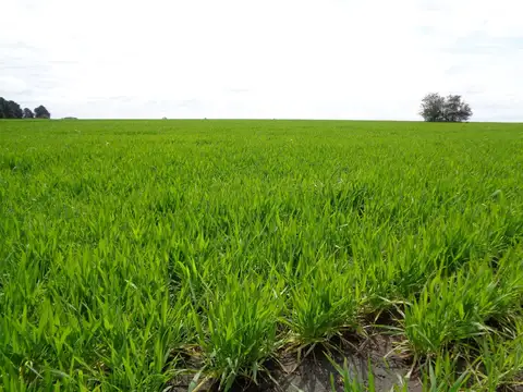 Campo en Venta Agrícola