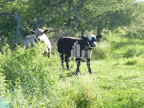 Federal 2000 Has. 100