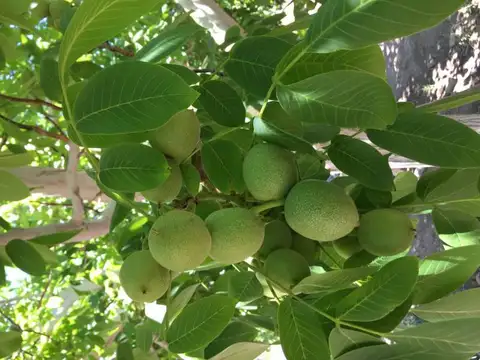 Campo Nogales. Sociedad Exportadora. Nueces Calidad Premium