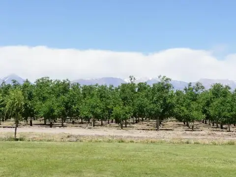 Campo Nogales. Sociedad Exportadora. Nueces Calidad Premium