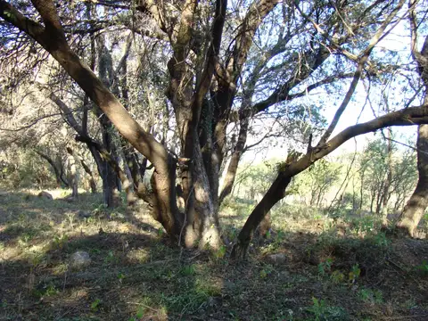 Terreno en Venta, FOT 0.3