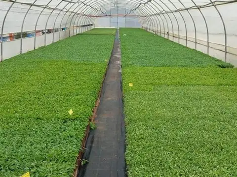 CEFERINO DE TIERRA 500