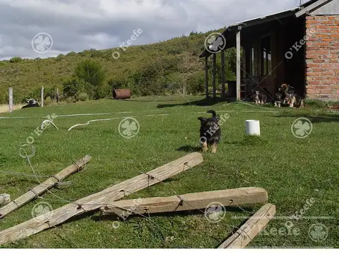 Bariloche , 312 Has en Arroyo del Medio con Forestación