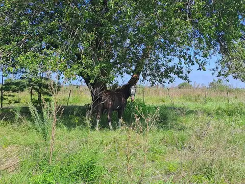 Terreno en Venta de 10000,0 m2