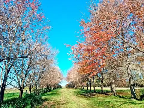 Chacra en San Pedro 11.8 ha / Prod intensiva y fin de semana