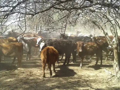 Zona  Garza Santiago Del Estero  campo ganadero 1063 has