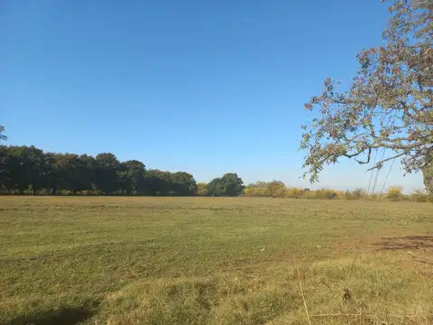 Campo en Venta Agrícola